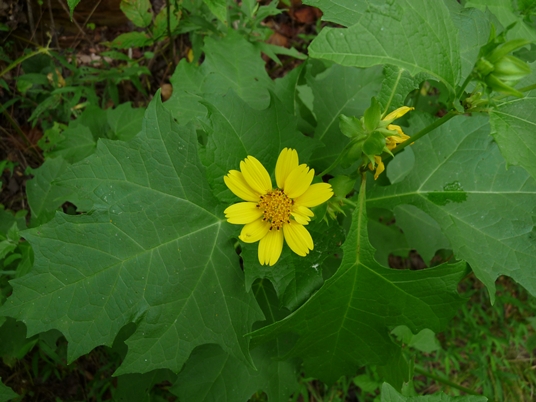 {Smallanthus uvedalia}